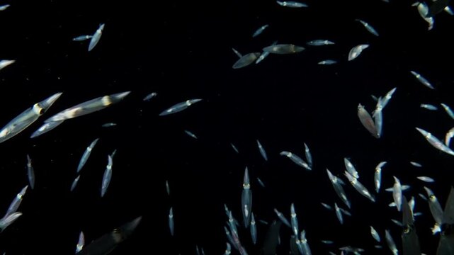 Closeup of a squad of Inshore Squid (Doryteuthis sp.) swimming in a group in the blackwater.