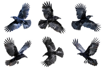 Six Crows in Flight with Glitch Effect