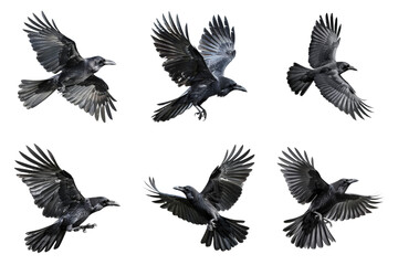 Obraz premium Six Black Crows In Flight With Clipped Wings