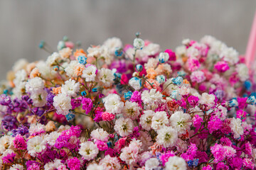 Coloured gypsophilas as a background