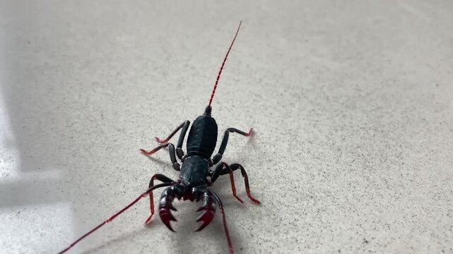 Whip Scorpions Or Vinegaroons on the floor