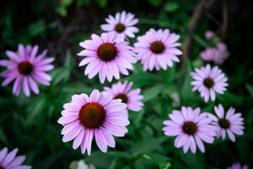 Obraz premium purple coneflower Echinacea purpurea amazing pink flower in summer garden, Garden-Inspired Wallpaper or Desktop Background