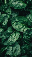 Fototapeta premium Close-Up of Fresh Spinach Leaves Showcasing Intricate Textures.