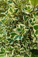 Vibrant green leaves closeup, showcasing nature's fresh foliage texture