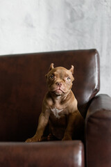 A chocolate American bully puppy poses on a brown leather armchair