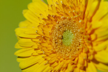 Yellow gerbera flowers isolated on yellow background. Macro flower photography. Selective focus.