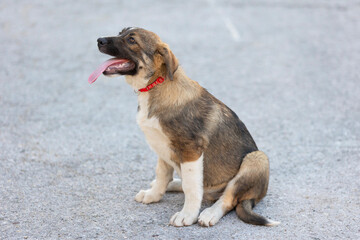 Brown mutt puppy dog sitting outdoor. Mixed-breed