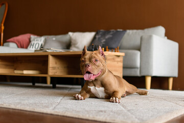 An American Bully poses in the living room near the sofa