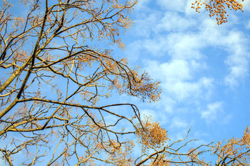 yellow autumn leaves against sky