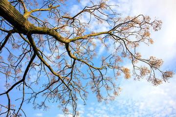 tree branches against blue sky