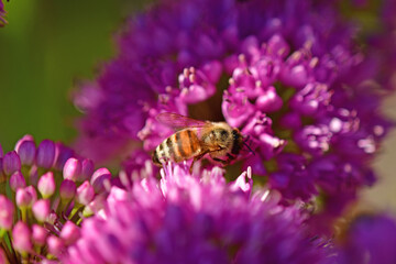 bee on flower of an Allium