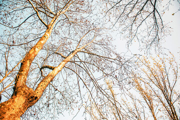Obraz premium trees and blue in the autumn