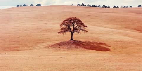 Obraz premium Solitary Tree in a Vast Golden Field – Tranquil and Idyllic Landscape Photography