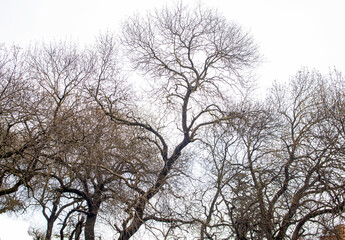 tree against to white sky in winter