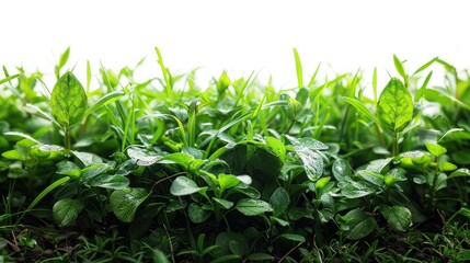 Obraz premium Border of green grass and plants isolated on white background