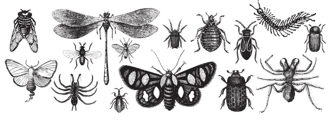 Insect collection illustration, drawing, engraving, ink, line art, vector illustration. Hand-sketched insects collection. Hand drawn beetles, bugs, butterflies, dragonfly, cicada, moths set in vintage