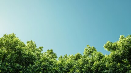 Sustainable Forest Canopy Beneath Pristine Ozone Layer: Symbol of Environmental Health and Harmony