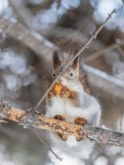 The squirrel with nut sits on tree in the winter or late autumn