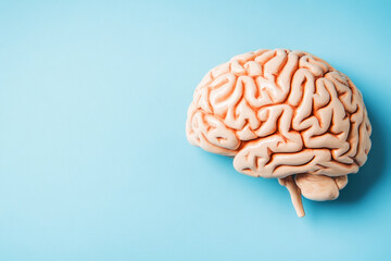 A realistic model of a human brain with detailed anatomical features placed on a light blue background, suitable for educational and medical purposes.