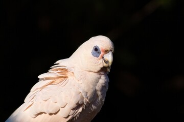 A little corella, a small white cockatoo, in portrait with feathers fluffed during a preening session against a dark background on the Gold Coast in Queensland, Australia.