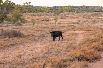 A lone feral pig alert to danger as it watches the photographer with curiosity and suspicion in the mulga and grassland environment of the semi arid Currawinya National Park in Queensland, Australia.