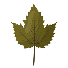 autumn colored bright leaf highlighted on a white background. vector illustration