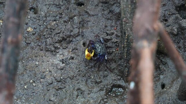 A tree climbing crab foraging on the fallen flower using its pincers on the mangrove mudflats and slowly crawl away during low tide period, close up shot.