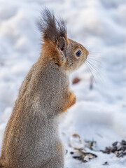 The squirrel in winter sits on white snow.