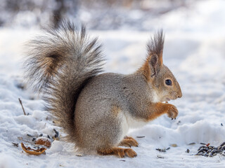 The squirrel in winter sits on white snow.
