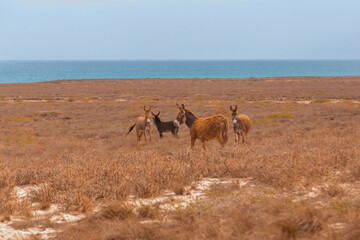 donkeys in the field
