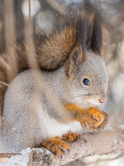 The squirrel with nut sits on tree in the winter or late autumn