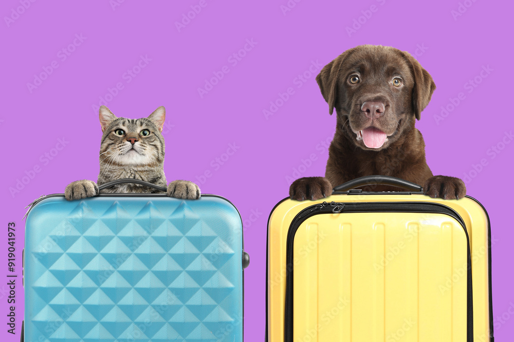 Poster Cute cat and dog holding paws on suitcases against violet background