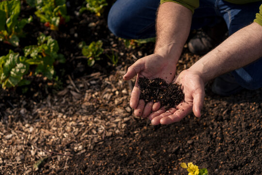 Man collecting soil in hands at vegetable garden