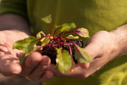 Man holding seedling in hands