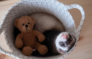 Fototapeta premium Ferret play at home care about ferrets