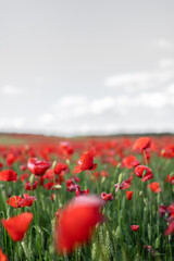 Blooming poppies in countryside field under cloudy sky
