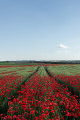 Blooming poppies in countryside field under blue sky