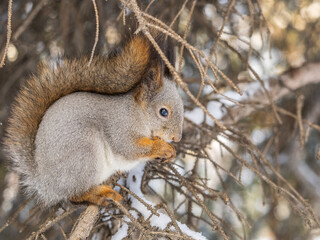 The squirrel with nut sits on tree in the winter or late autumn