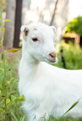 Obraz premium White goat in the garden eats young succulent grass, breeding goats