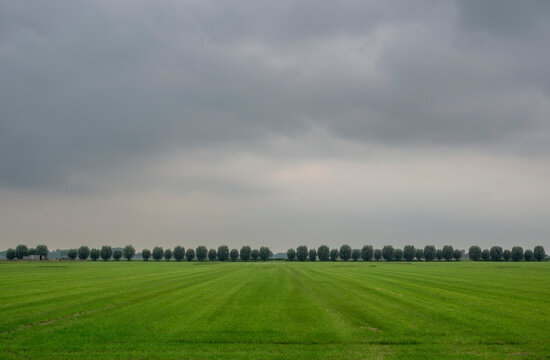 Willow trees in agricultural field of Netherlands