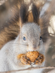 Obraz premium The squirrel with nut sits on tree in the winter or late autumn