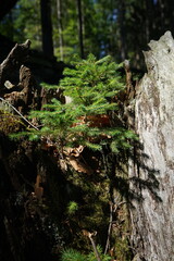 New Growth on Old Stump