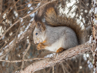 The squirrel with nut sits on tree in the winter or late autumn