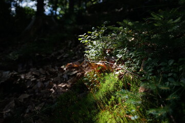 Forest Light and Shadows