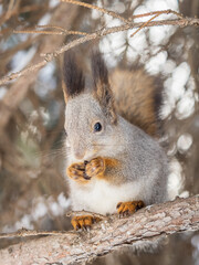 The squirrel with nut sits on tree in the winter or late autumn