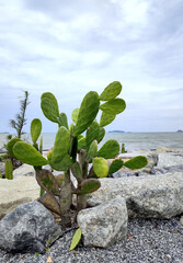 Cactus and rock garden on the beach