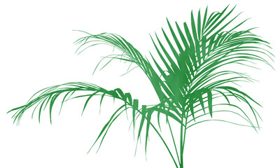 Watercolor silhouette green palm tree leaf on transparent background