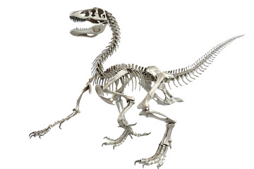 Naklejka premium 3d render of Compsognathus skeleton Isolated on transparent background.