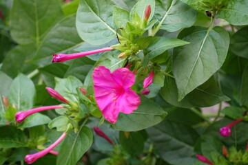 Buds and magenta colored flower of Mirabilis jalapa in September