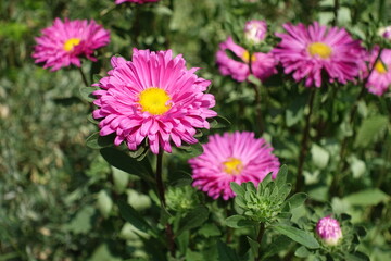 Vivid pink flowers of China asters in mid July